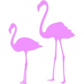 Flamingos