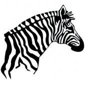 Zebrakopf